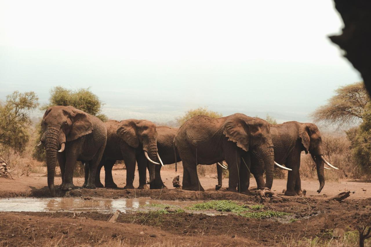 Tawi Lodge Amboseli Zewnętrze zdjęcie